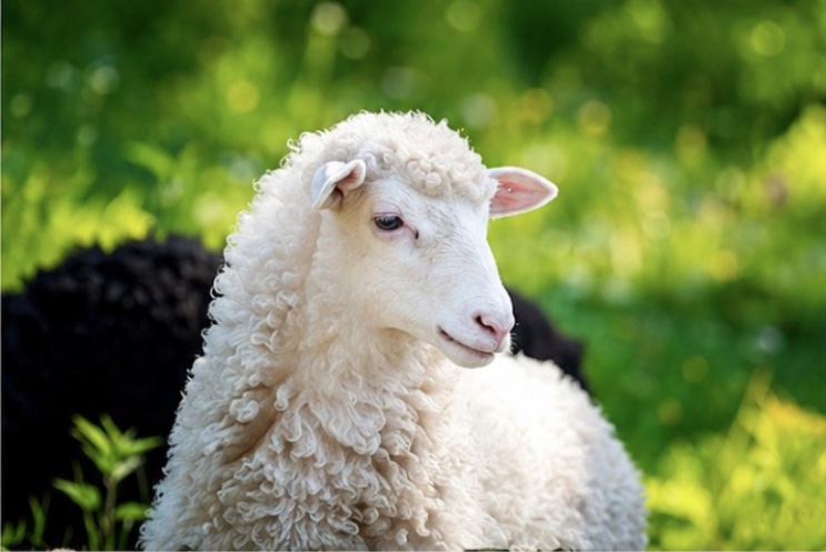 Bağış Kurban Koyun